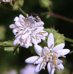 Moscharia pinnatifida