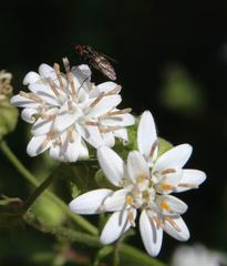 Moscharia pinnatifida