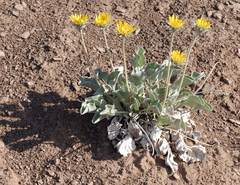 Enceliopsis nudicaulis