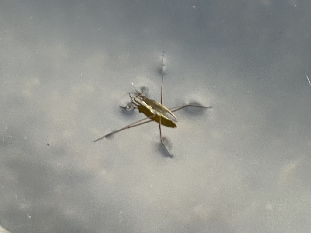 Gerris from Griedstrasse, Künten, AG, CH on August 15, 2023 at 1030 AM