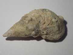 Cerithium litteratum