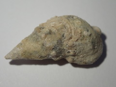 Cerithium litteratum