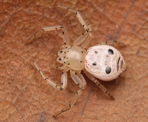 Firmicus bragantinus