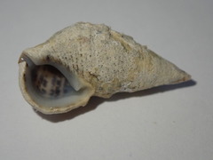 Cerithium litteratum