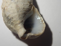 Cerithium litteratum