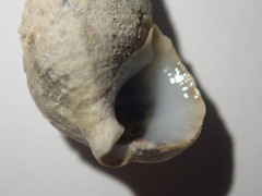 Cerithium litteratum