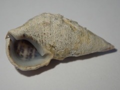 Cerithium litteratum