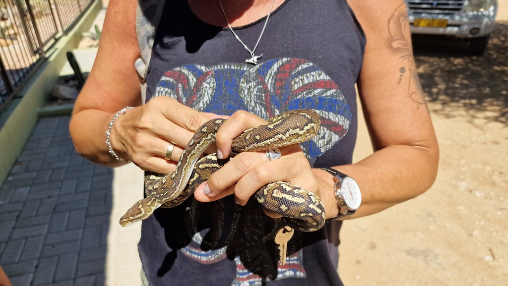 Anchieta's Dwarf Python in March 2023 by Dr. Thomas Dörner · iNaturalist