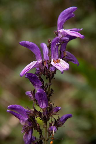 Brillantaisia cicatricosa image