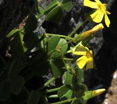 Oxalis megalorrhiza