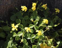 Oxalis megalorrhiza