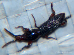 Cyphagogini