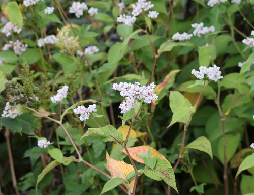 Image of Koenigia campanulata by (c) Jerry Lanfear, some rights reserved (CC BY)