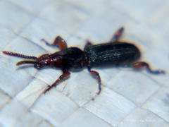 Cyphagogini