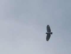 Morphnarchus princeps