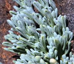Nolana crassulifolia