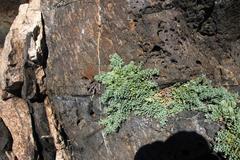 Nolana crassulifolia