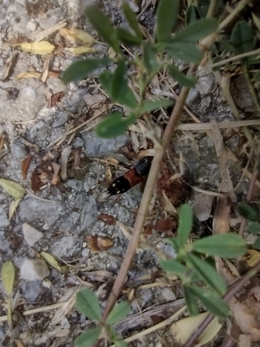 drobčík hnedý (Staphylinus erythropterus)