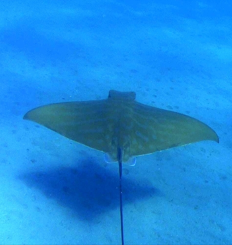 Bull ray (Aetomylaeus bovinus) — Myliobatidae — 4