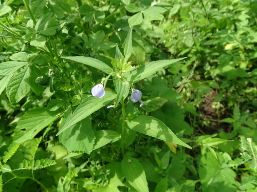 Pombalia glabra, photograph 6