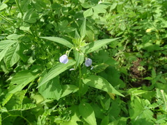 Pombalia glabra, photograph Alexis López Hernández, CC BY, iNaturalist via GBIF