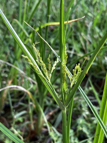 Cyperus iria