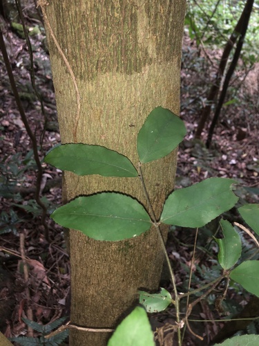 Daphnandra melasmena (Daphnandra melasmena)