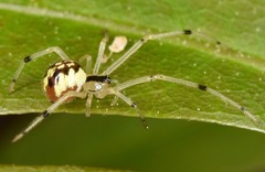 Phylloneta pictipes