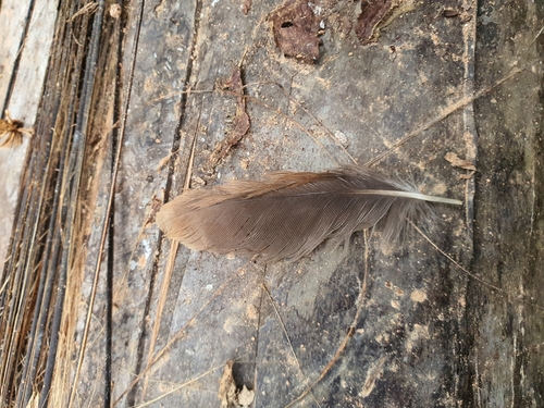Plume de Martin triste
