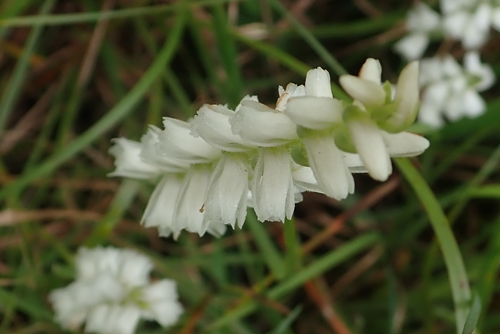 Nodding lady's tresses (Spiranthes cernua)