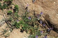 Astragalus amatus
