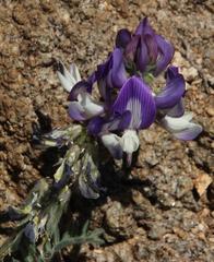Astragalus amatus
