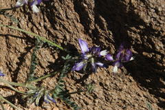 Astragalus amatus
