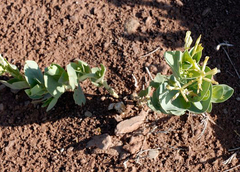 Astragalus asclepiadoides