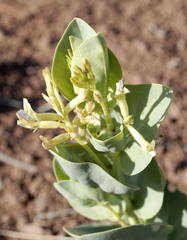 Astragalus asclepiadoides