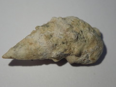 Cerithium litteratum