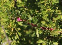 Fuchsia lycioides