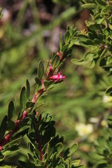 Fuchsia lycioides