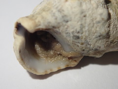 Cerithium litteratum