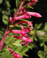 Fuchsia lycioides