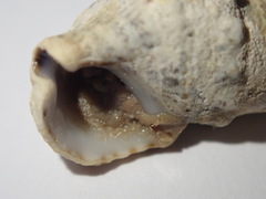 Cerithium litteratum