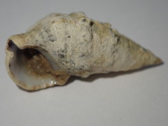 Cerithium litteratum
