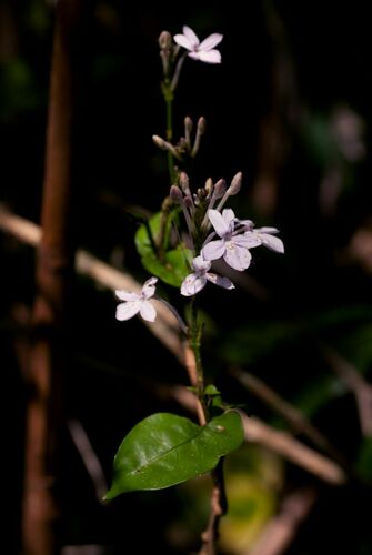 Pseuderanthemum image