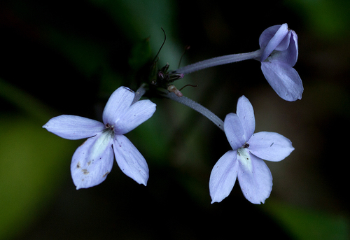 Pseuderanthemum subviscosum image