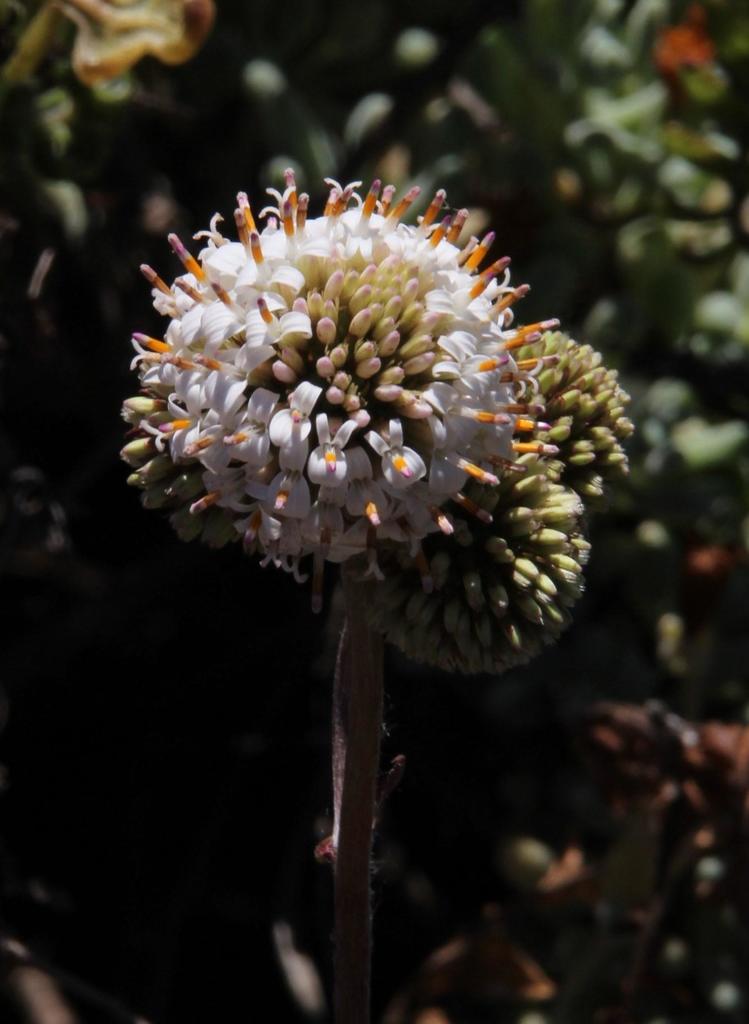 Polyachyrus