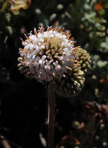 Polyachyrus