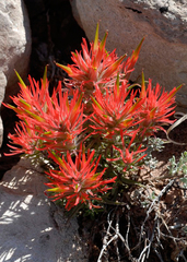 Castilleja scabrida scabrida