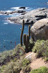 Trichocereus chiloensis litoralis