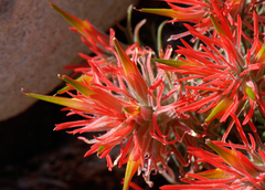 Castilleja scabrida scabrida