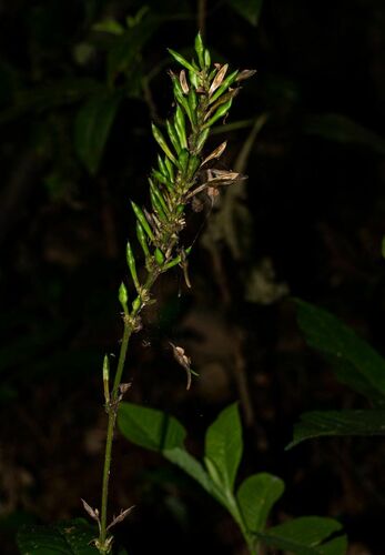 Pseuderanthemum subviscosum image